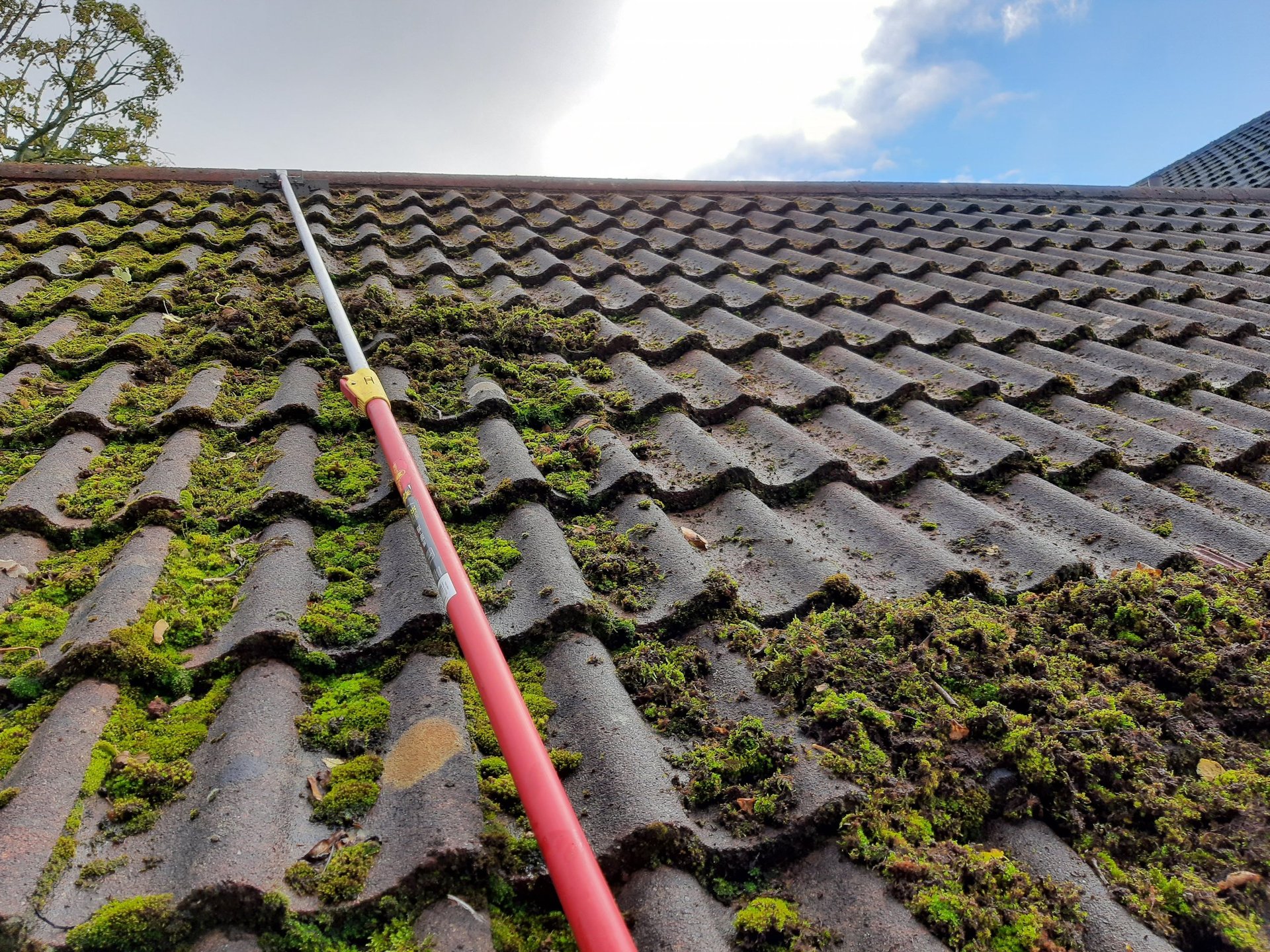 Roof with wavy clay tiles covered in green moss and algae, with a pink gutter cleaning tool visible on the surface